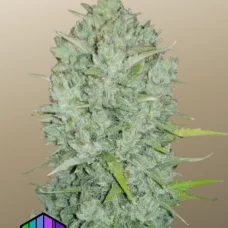 Original AUTO NORTHERN LIGHTS